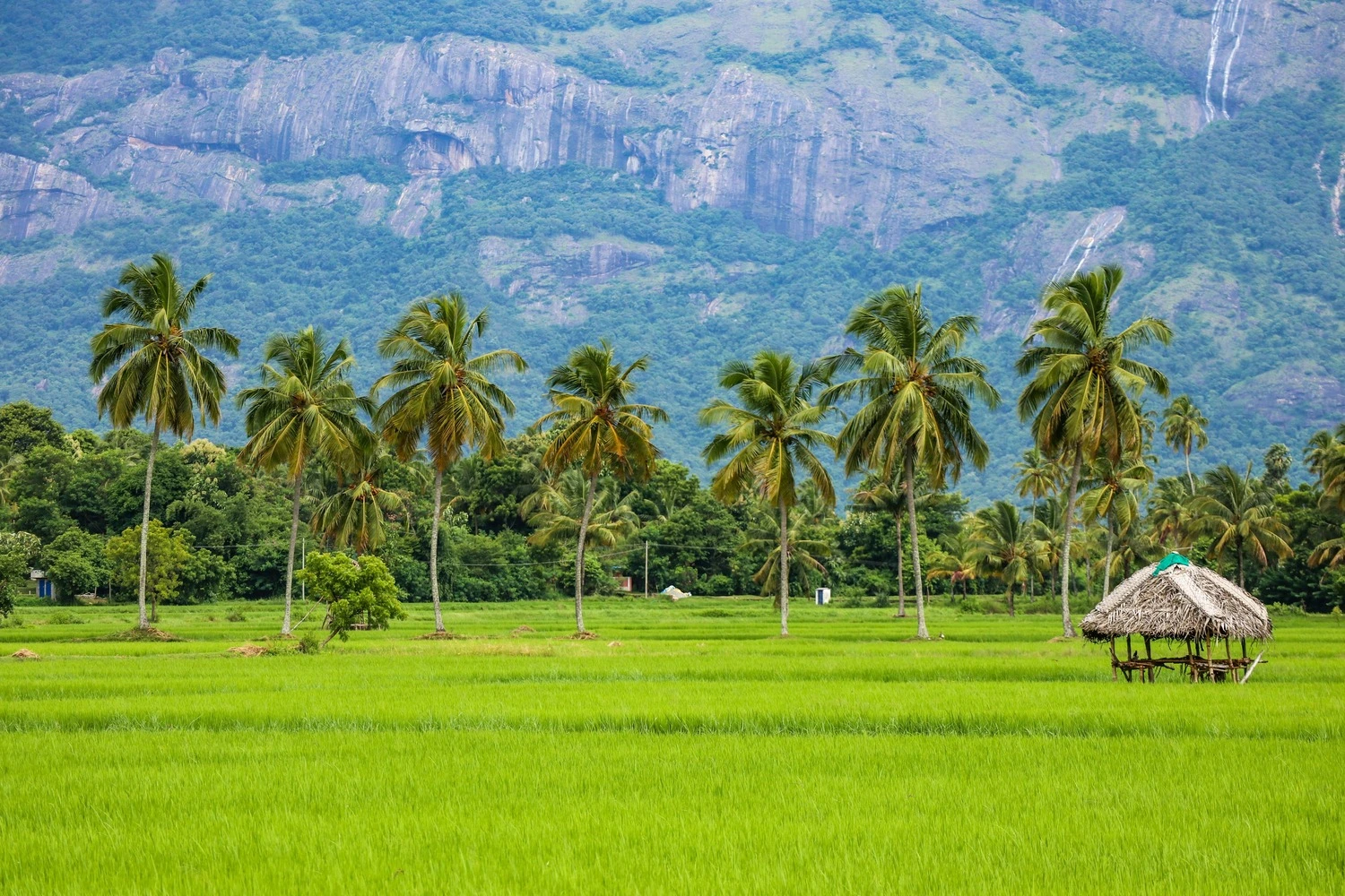 Paddy fields surrounding the temple
